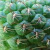 Rebutia_ padcayensis_ FR142_3 03